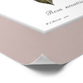 ロサ・ノティカスタムテ縁どィアナ ポスター (角)