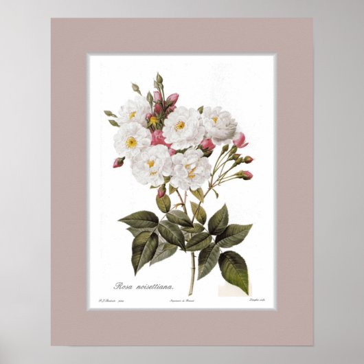 ロサ・ノティカスタムテ縁どィアナ ポスター (正面)