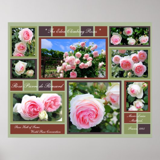 ロサ・ピエール・デ・ロンサール[アートポスター] ポスター (正面)