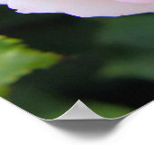 ロサ・ピエール・デ・ロンサール[ポスター] ポスター (角)