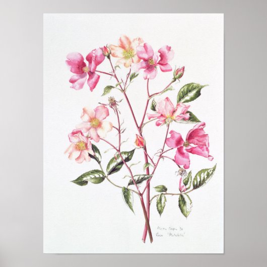 ロサ・ムタビリス1996 ポスター (正面)