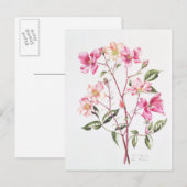 ロサ・ムタビリス1996 ポストカード (正面/裏面)