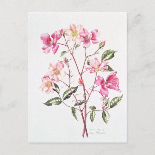 ロサ・ムタビリス1996 ポストカード (正面)