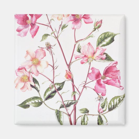 ロサ・ムタビリス1996 マグネット (正面)