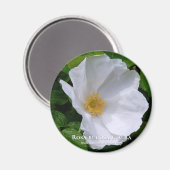 ロサ・ルゴサマグネット マグネット (正面/裏面)