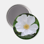 ロサ・ルゴサ マグネット (正面/裏面)