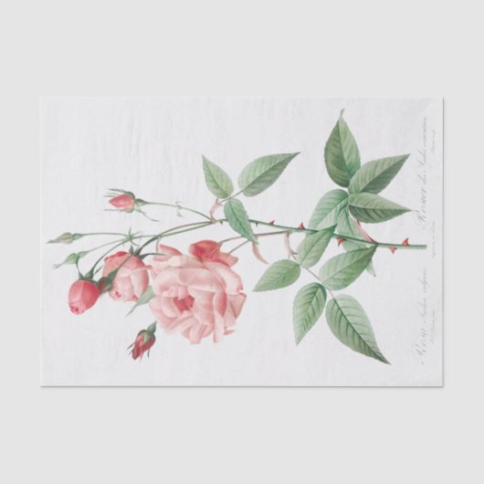 ロザインディカバルガリス 薄葉紙 (正面)