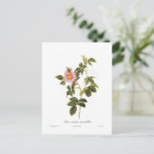 ロザカニナグランディフローラ ポストカード (スタンド正面)