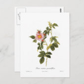 ロザカニナグランディフローラ ポストカード (正面/裏面)