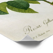 ロザガリカアウレリアネンシス ポスター (角)