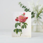 ロザガリカアウレリアネンシス ポストカード (スタンド正面)