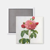 ロザガリカアウレリアネンシス マグネット (正面/裏面)