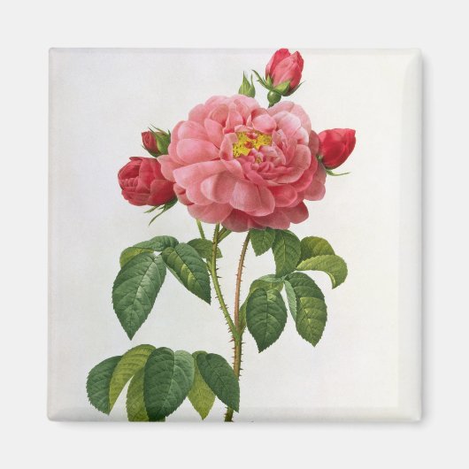 ロザガリカアウレリアネンシス マグネット (正面)