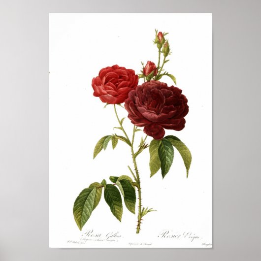 ロザガリカプリオビオラ ポスター (正面)