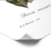 ロザノゼティアナ ポスター (角)