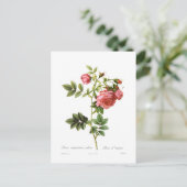 ロザバージニアプラーナ ポストカード (スタンド正面)