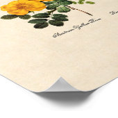 ロザフォエチダ ポスター (角)