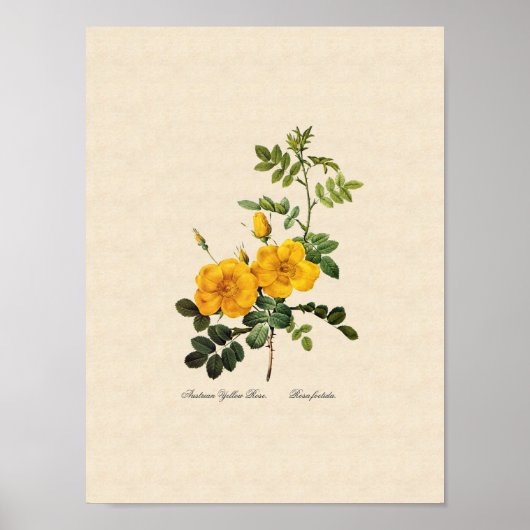 ロザフォエチダ ポスター (正面)