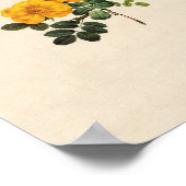 ロザフォエチダ ポスター (角)