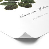 ロザフォエチダ ポスター (角)