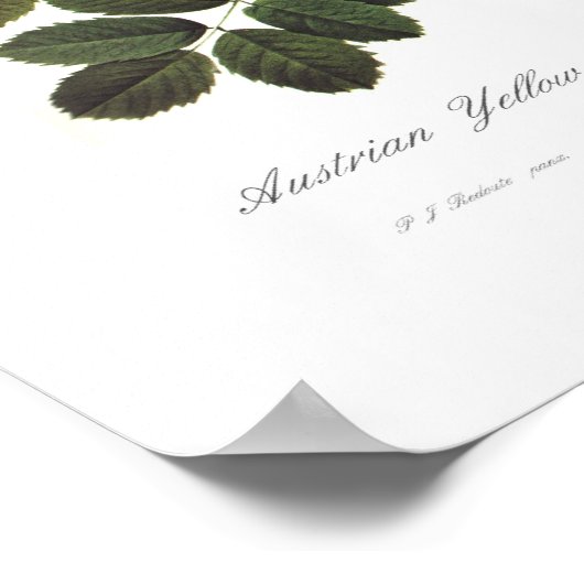 ロザフォエチダ ポスター (角)