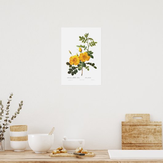 ロザフォエチダ ポスター (キッチン)