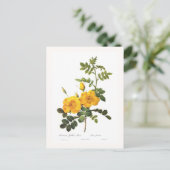 ロザフォエチダ ポストカード (スタンド正面)