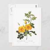 ロザフォエチダ ポストカード (正面/裏面)