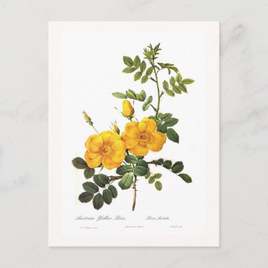 ロザフォエチダ ポストカード (正面)