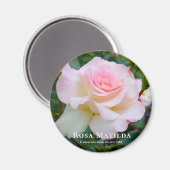 ロザマティルダ マグネット (正面/裏面)