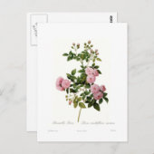 ロザマルチフローラカルネア(ブルブルバラ) ポストカード (正面/裏面)