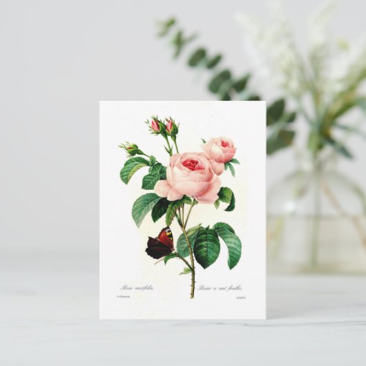 ロザムカリアbyピエール・ジョセフ・レッドテ ポストカード (スタンド正面)