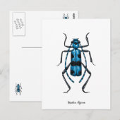 ロザリアアルピナビートル ポストカード (正面/裏面)