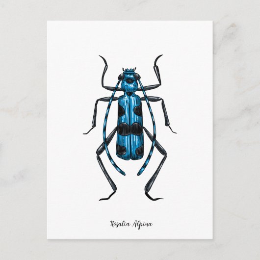 ロザリアアルピナビートル ポストカード (正面)