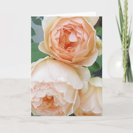 ロザ·ジュード·ザ·アブスキュ空白のアカード カード (正面)