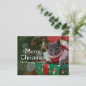 ロシアので青い子ネコおよびクリスマス シーズンポストカード (スタンド正面)