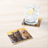 ロシアので青い子ネコおよびダックスフントの子犬 スクエアペーパーコースター (インサイチュ)