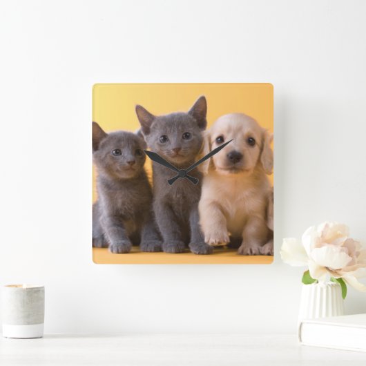 ロシアので青い子ネコおよびダックスフントの子犬 スクエア壁時計 (ホーム)