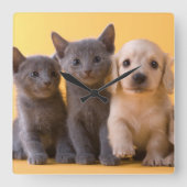 ロシアので青い子ネコおよびダックスフントの子犬 スクエア壁時計 (正面)