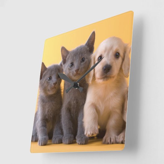 ロシアので青い子ネコおよびダックスフントの子犬 スクエア壁時計 (傾斜)