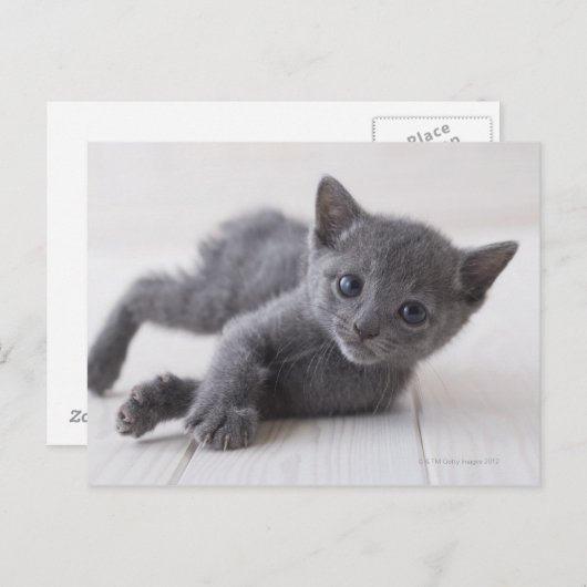 ロシアので青い子ネコ ポストカード (正面/裏面)