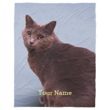 ロシアのな青猫の凝視