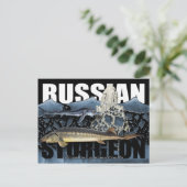 ロシアのSturgeon Collage PostCard ポストカード (スタンド正面)