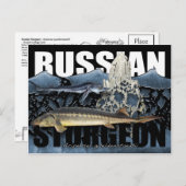 ロシアのSturgeon Collage PostCard ポストカード (正面/裏面)