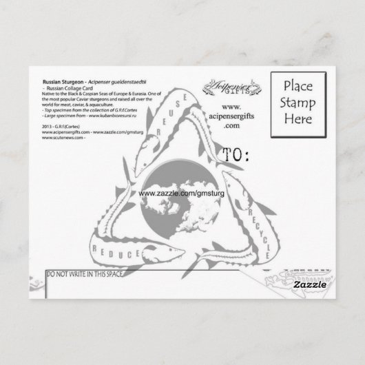 ロシアのSturgeon Collage PostCard ポストカード (裏面)