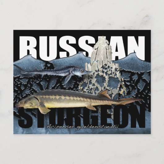 ロシアのSturgeon Collage PostCard ポストカード (正面)
