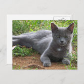 ロシアブルー、ナターシャ ポストカード (正面/裏面)