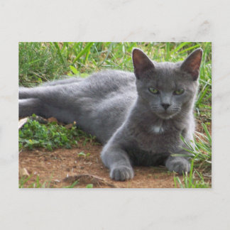 ロシアブルー、ナターシャ ポストカード