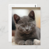 ロシアンブルーの子猫 ポストカード (正面/裏面)