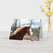 ロジャース山のBuckie カード (黄色い花)